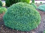 picea-gl.-alberta-globe