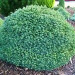 picea-gl.-alberta-globe