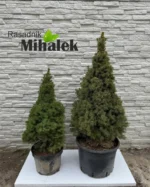 picea-glauca-conica-var