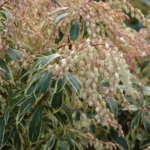pieris-japonica-white-rim-4