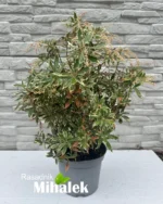 pieris-white-rim-sadnica-1