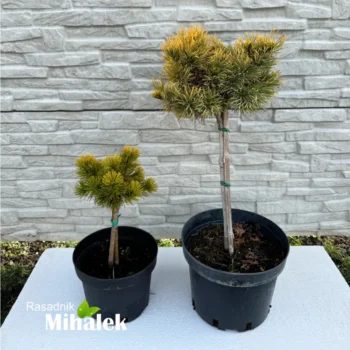 pinus-mugo-wintergold-varijacije-3