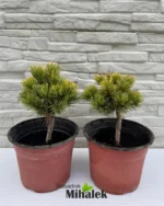 pinus-wintergold-sadnice-2