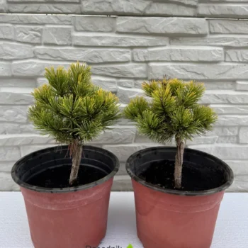pinus-wintergold-sadnice-2
