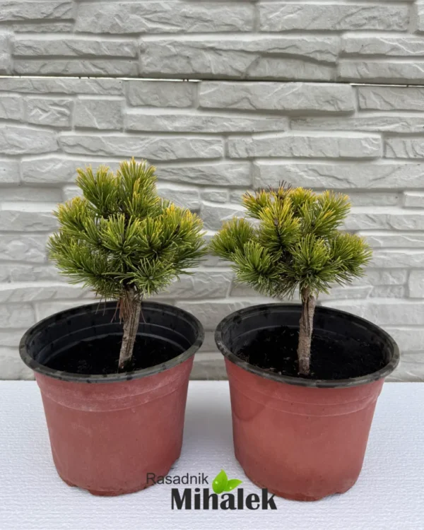 pinus-wintergold-sadnice-2