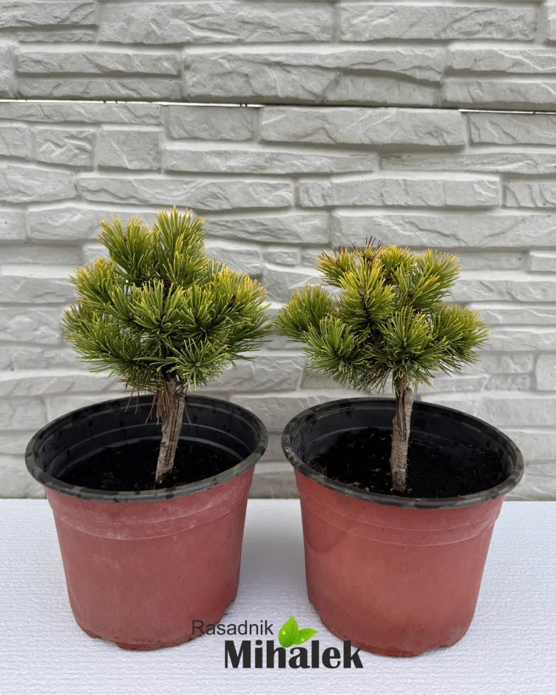 pinus-wintergold-sadnice-2 pinus-wintergold-sadnice-2