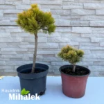 pinus-wintergold-varijacije-3