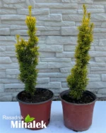 taxus-bac-fastigiata-aurea-sadnice