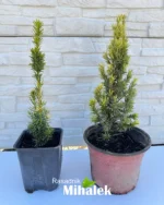 taxus-baccata-fast-aurea-sadnice