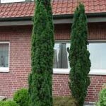 taxus-baccata-fastigiata-robusta1