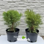thuja-woodwardi-sadnica