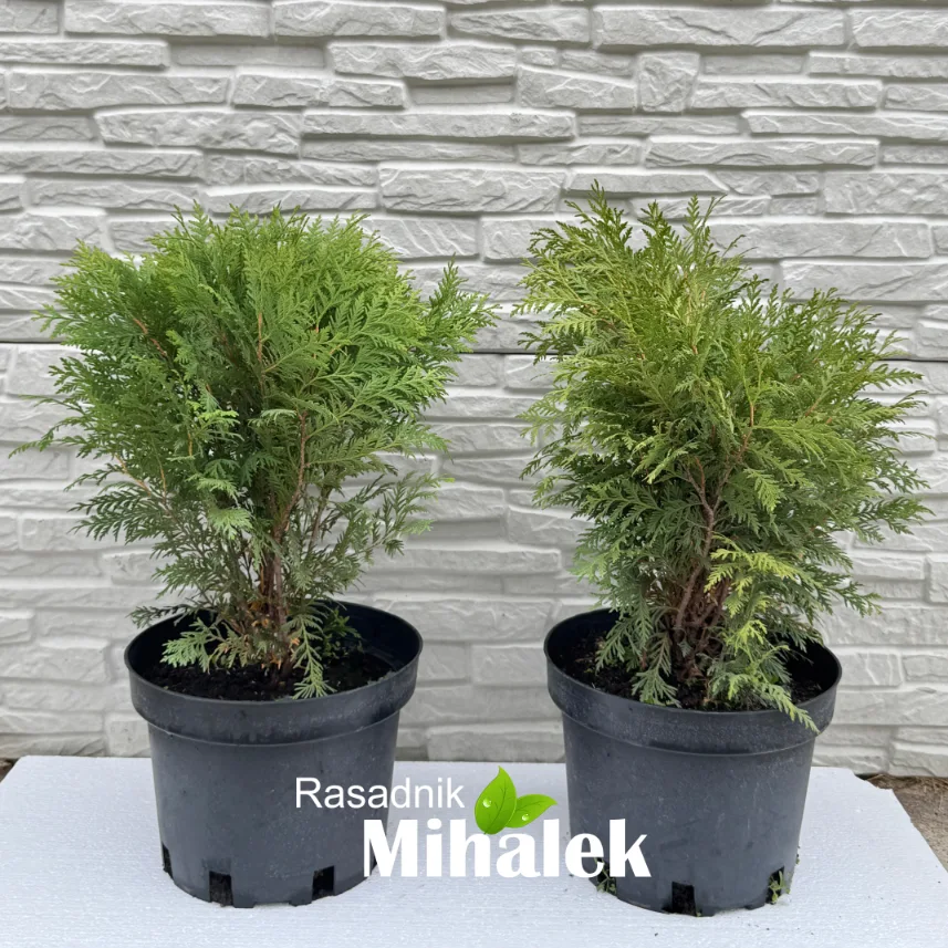 thuja-woodwardi-sadnica thuja-woodwardi-sadnica