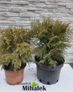 woodwardi-varijacija-2