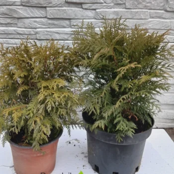 woodwardi-varijacija-2