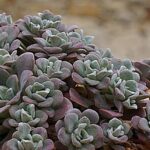 sedum spathulifolium purpureum