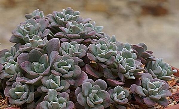 sedum spathulifolium purpureum