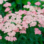 achillea pink grapefruit