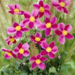 Anemona hupehensis splendens2