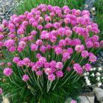 armeria maritima