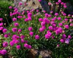 armeria maritima splendens