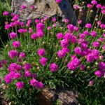 armeria maritima splendens