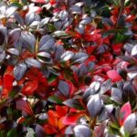 berberis media red yewel
