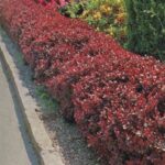 Berberis atropurpurea nana1