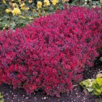 Berberis-thunbergii-Bagatelle u grupi
