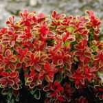 berberis admiration1