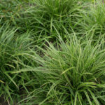 Carex morrowii ice dance