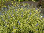 Caryopteris summer sorbet1