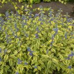 Caryopteris summer sorbet1