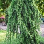 Cedrus-deodara-Pendula