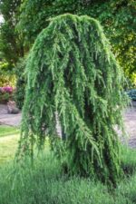 Cedrus-deodara-Pendula