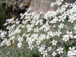 cerastium tomentosum