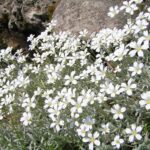 cerastium tomentosum