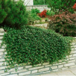 cotonaester dammeri