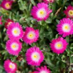 Delosperma "Jewel of the desert Amethyst"