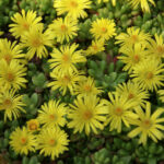 delosperma nubigenum