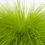 deschampsia flexuosa amilime1