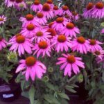 ehinacea baby swam pink