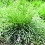festuca walberla