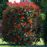 photinia red select