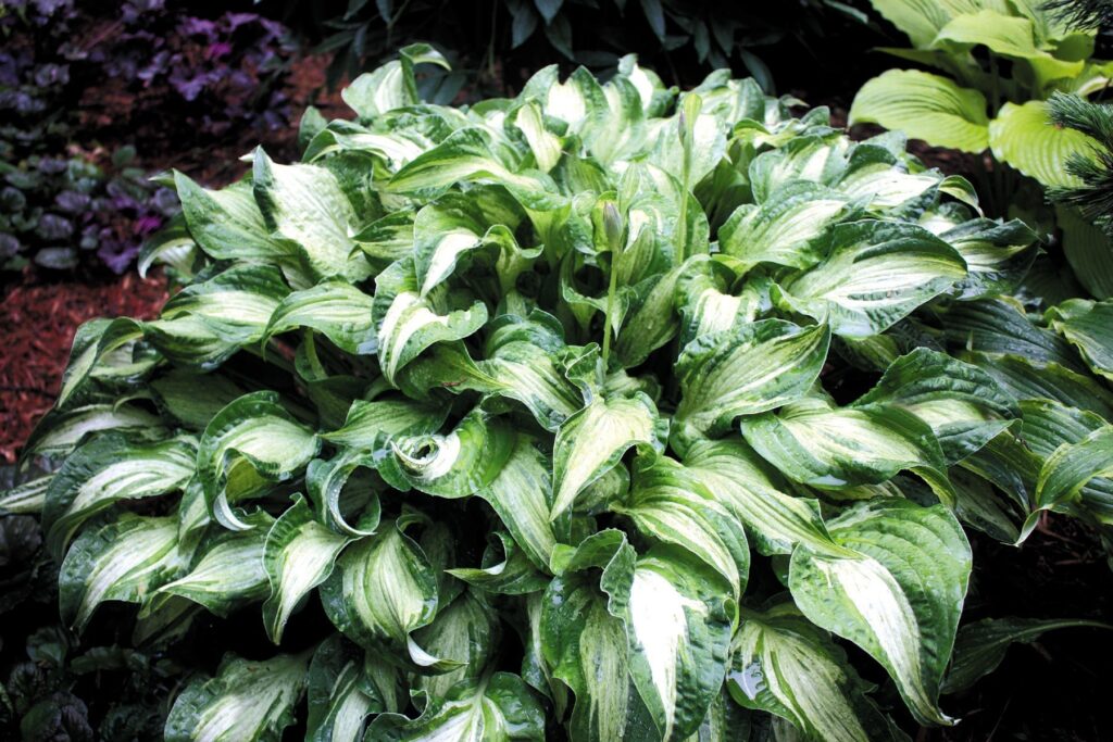 hosta undulata