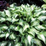 hosta undulata