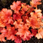 Heuchera-Paprika-1