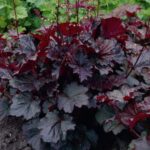 heucherella palace purple