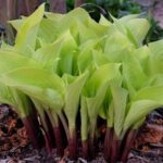 Hosta-Designer-Genes