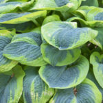 Hosta Frances Williams