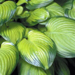 Hosta Guacamole